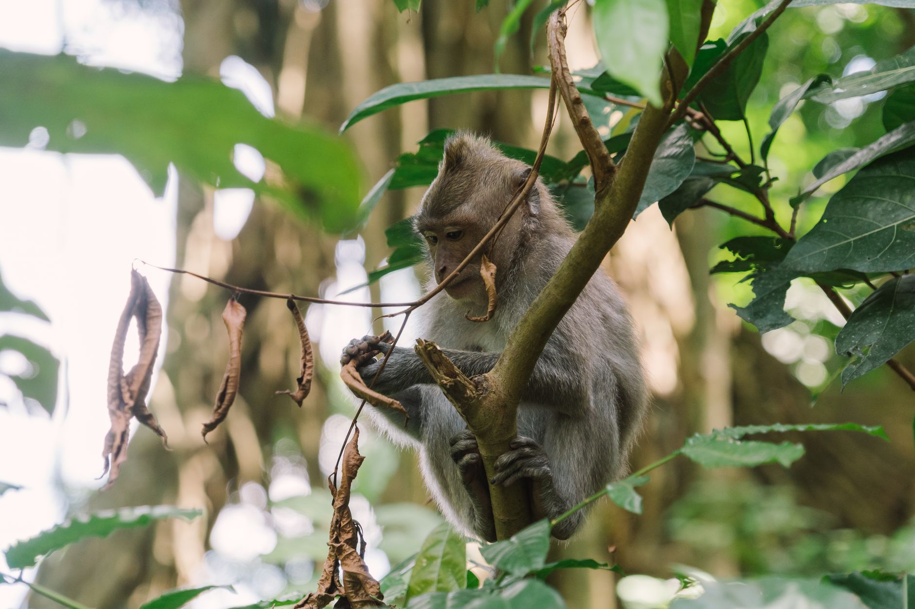 Ubud, Bali