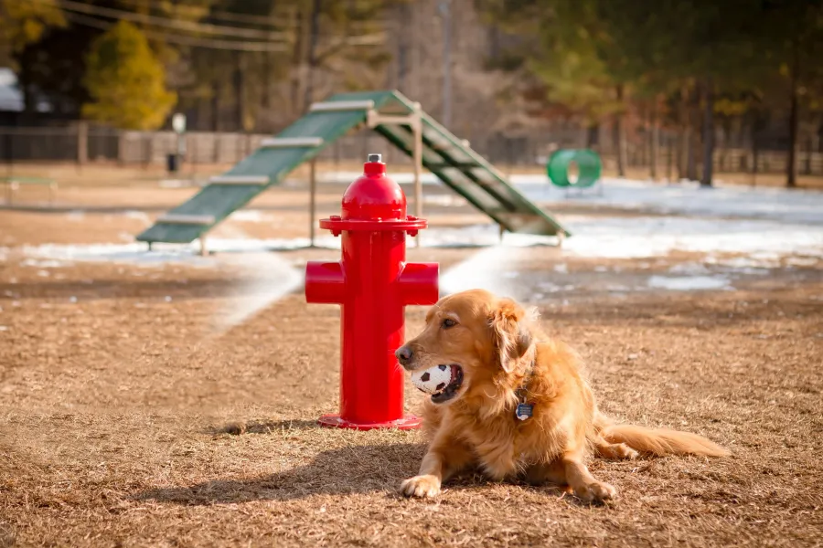 Pet Park at Ovelle The Valley.