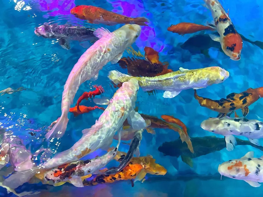 Koi Pond at Berkeley Square.