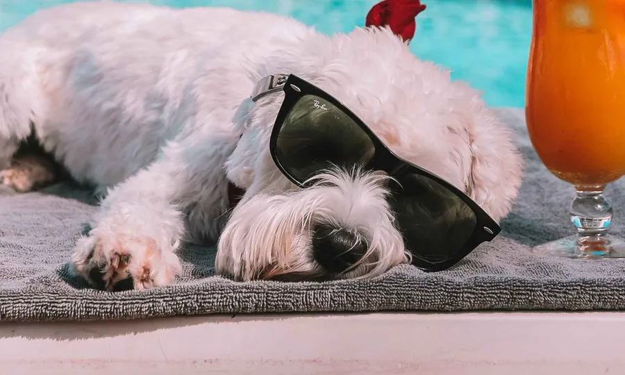Pet Friendly
at The Autograph i Series Residence.