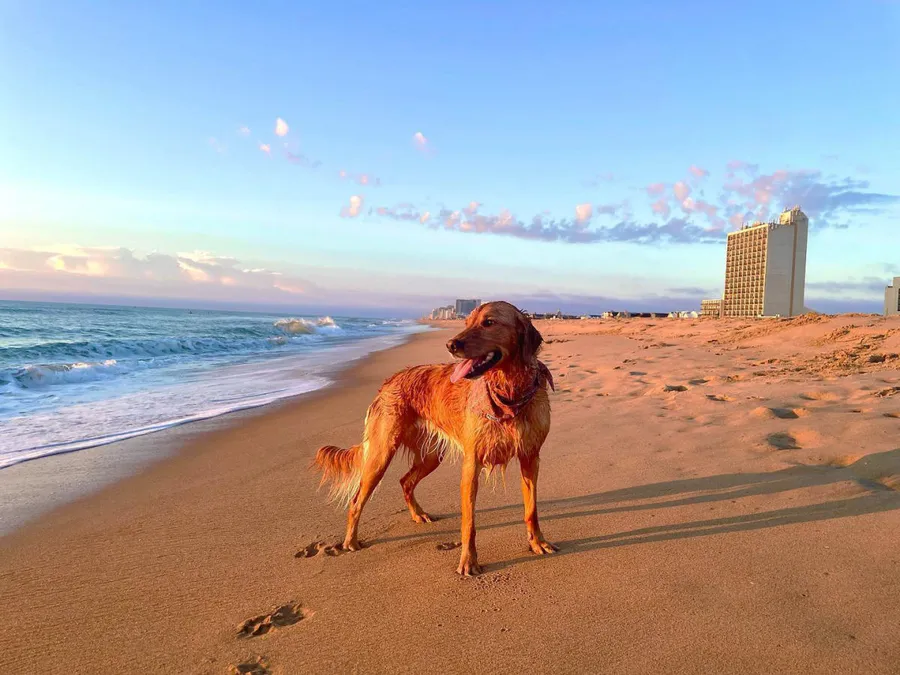 Pets Beach at Natuzzi Harmony.