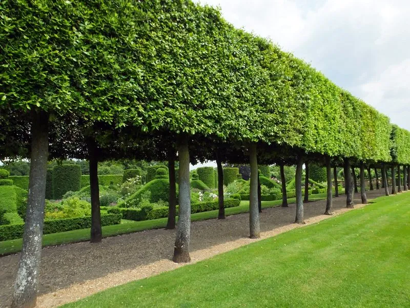 Landscaped Gardens at Trussardi Residences.