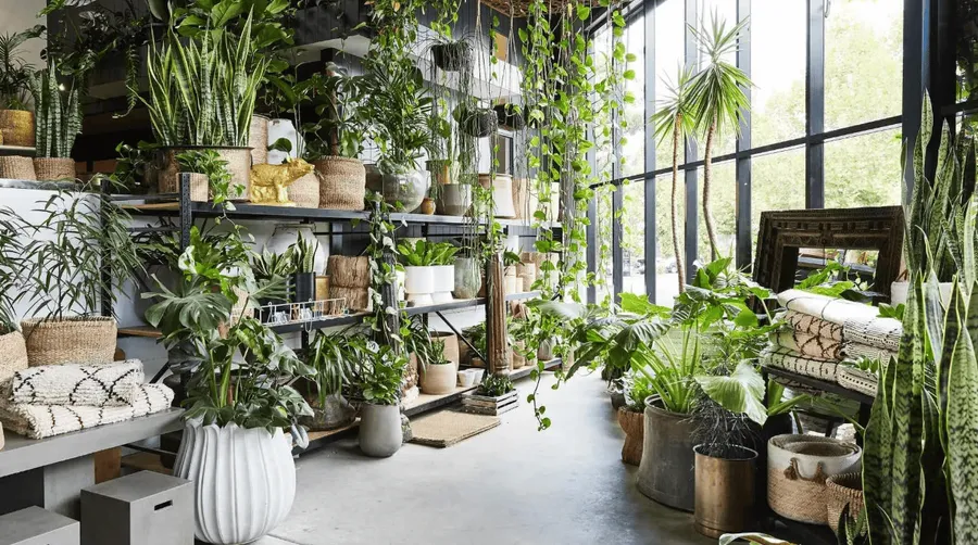 Flower & Plant Shop at Avenew 888 - Modo.
