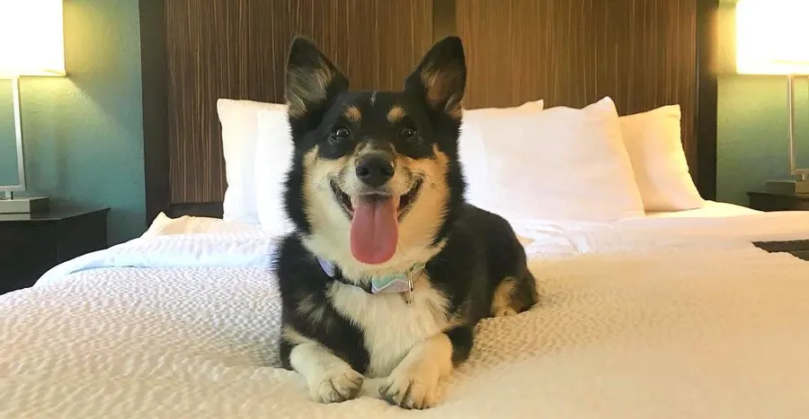 Pets Allowed at Terra Tower.